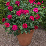 DARCEY BUSSELL™-Potted Rose-Ship in June