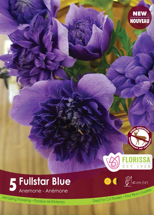 Anemone-Fullstar blue