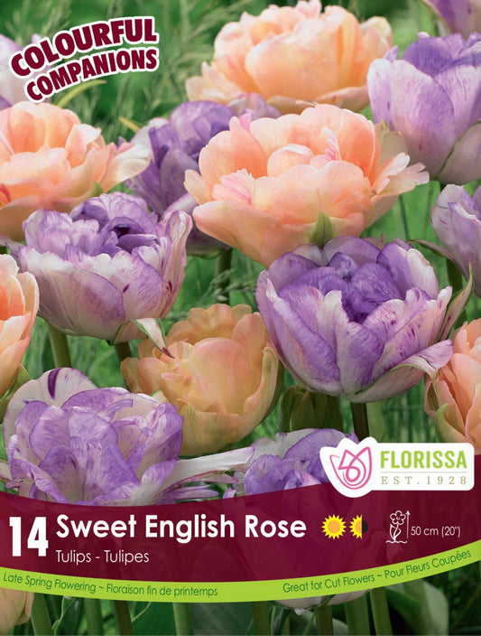 Colourful Companions-Sweet English Rose