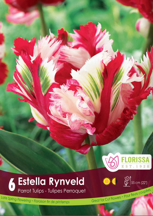 Tulip Parrot-Estella Rynveld