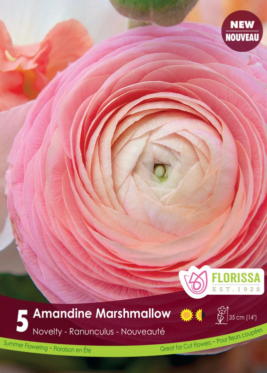 Ranunculus-Amandine Marshmallow