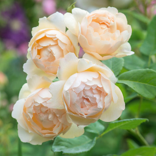 Wollerton Old Hall Rose David Austin Rose