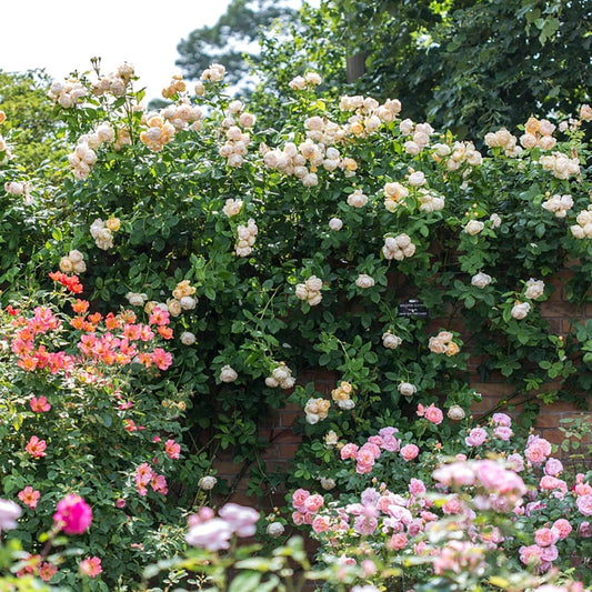 Wollerton Old Hall Rose garden diverse garden