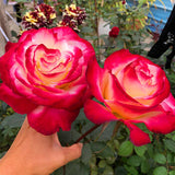 Double Delight-Potted Rose-Ship in June