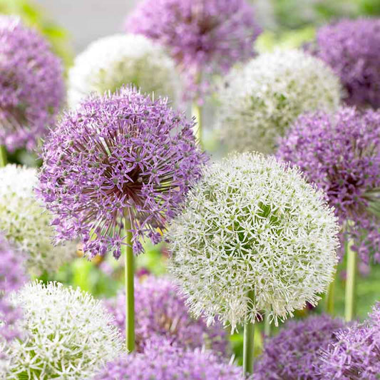 Allium Tall Flowering Mix - 20 bulbs