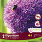 Allium Giganteum - 1 bulb