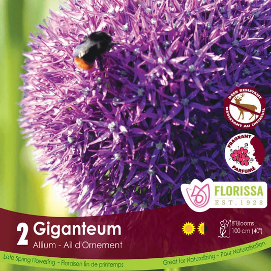 Allium Giganteum - 1 bulb