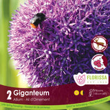 Allium Giganteum - 1 bulb