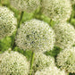 Allium White Giant - 1 bulb