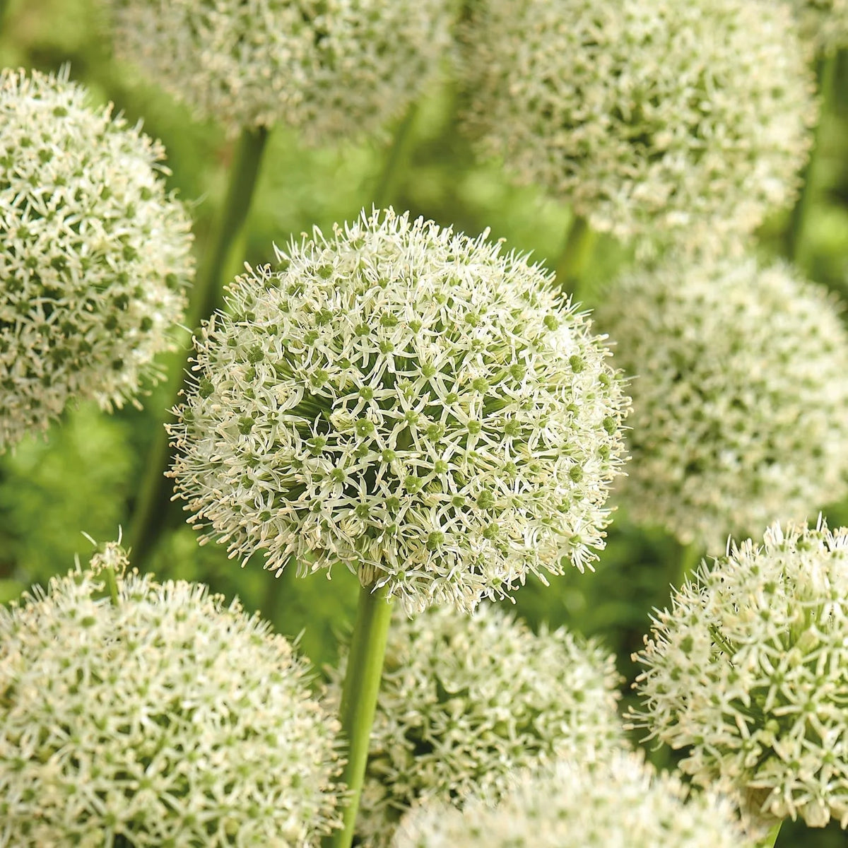 Allium White Giant - 1 bulb