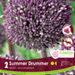 Allium Summer Drummer -2 bulbs