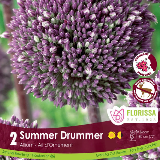 Allium Summer Drummer -2 bulbs