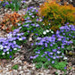 Anemone Blanda Mix -10 bulbs