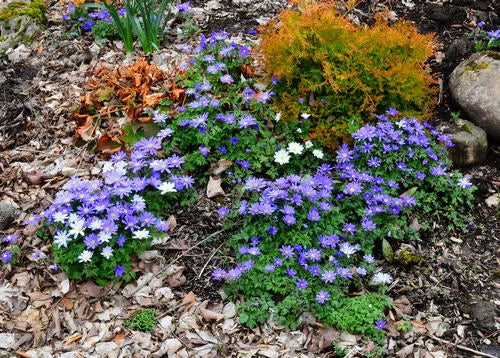 Anemone Blanda Mix -10 bulbs