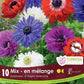 Anemone St. Brigid Mixed - 10 bulbs