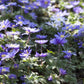 Anemone Blanda Mix -10 bulbs