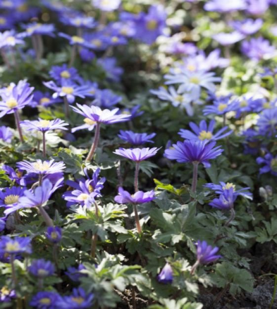 Anemone Blanda Mix -10 bulbs