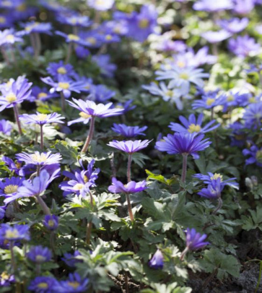 Anemone Blanda Mix -10 bulbs