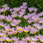 Tulip Saxatilis - 6 bulbs