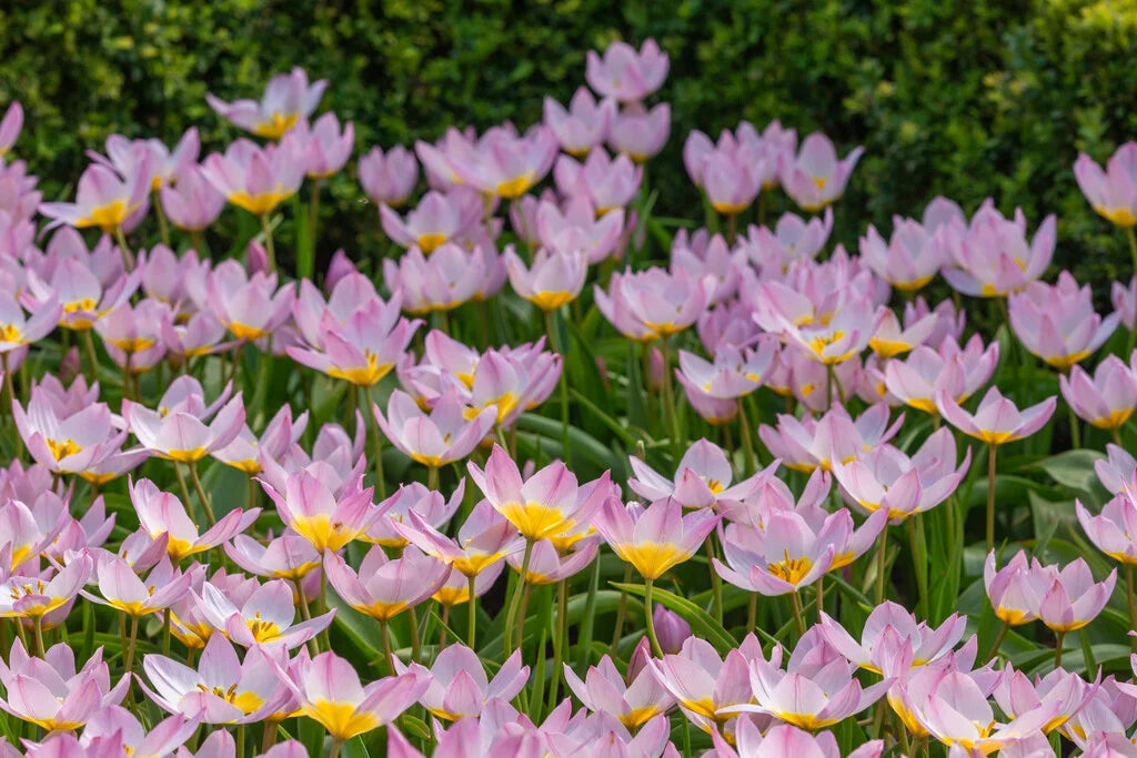Tulip Saxatilis - 6 bulbs