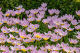 Tulip Saxatilis - 6 bulbs
