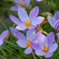 Crocus laevigatus 'Fontenayi' - winter blooming-10 bulbs