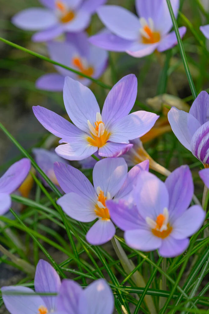 Crocus laevigatus 'Fontenayi' - winter blooming-10 bulbs