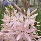 Camassia Pink Stars -1 bulb