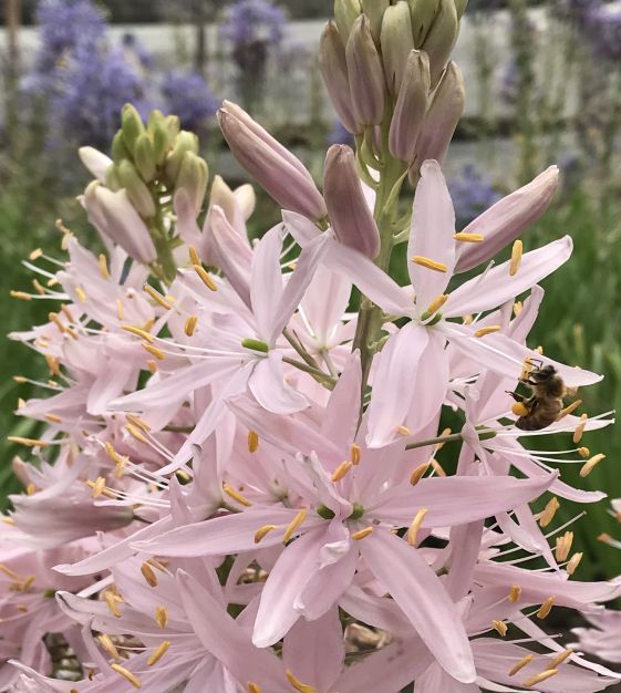 Camassia Pink Stars -1 bulb