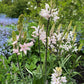 Camassia Pink Stars -1 bulb