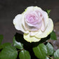 Fifth Avenue Rose （Ocean Mystery）  - Bare Roots