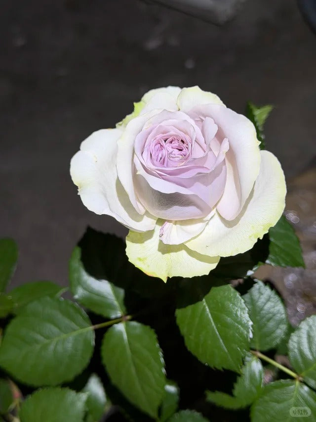 Fifth Avenue Rose （Ocean Mystery）  - Bare Roots