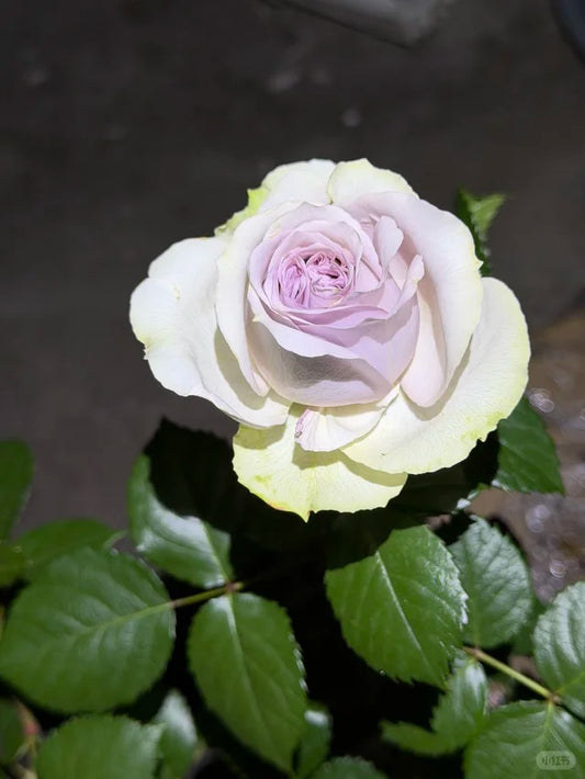 Fifth Avenue Rose （Ocean Mystery）  - Bare Roots