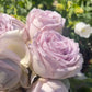 Fifth Avenue Rose （Ocean Mystery）  - Bare Roots