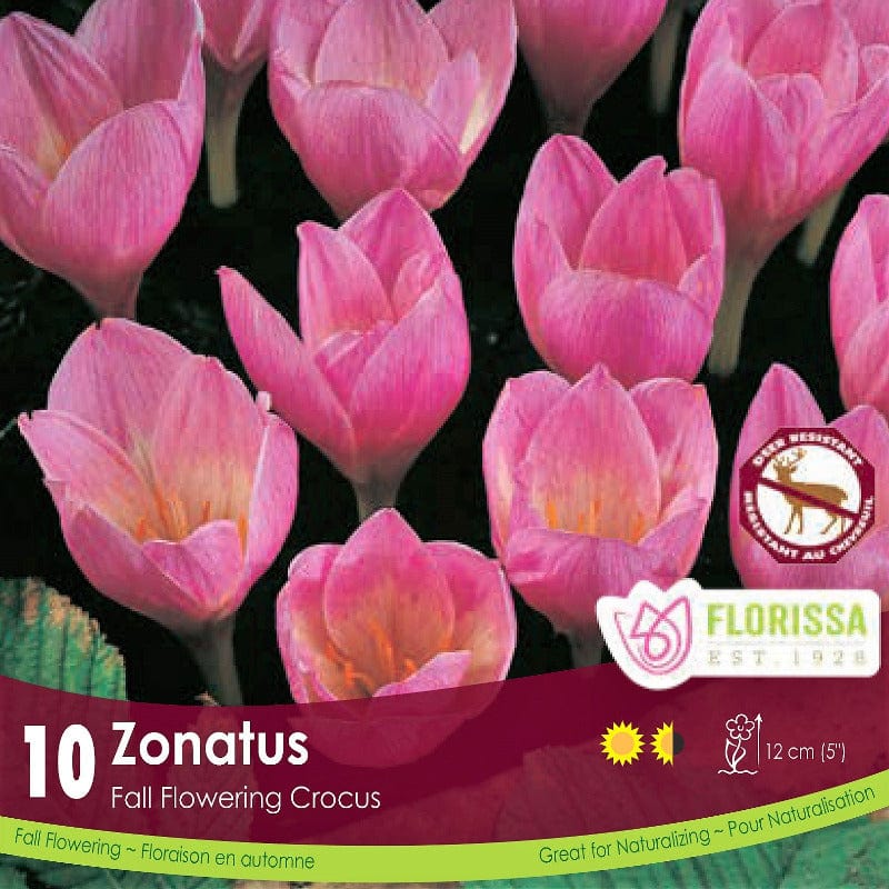Crocus FF Zonatus - 10 bulbs