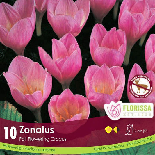Crocus FF Zonatus - 10 bulbs