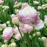 Tulip Double Surprise - 6 bulbs