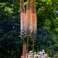 Eremurus Copper - 1 bulb