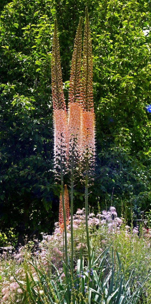 Eremurus Copper - 1 bulb