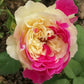 Fugetsu Rose close shot