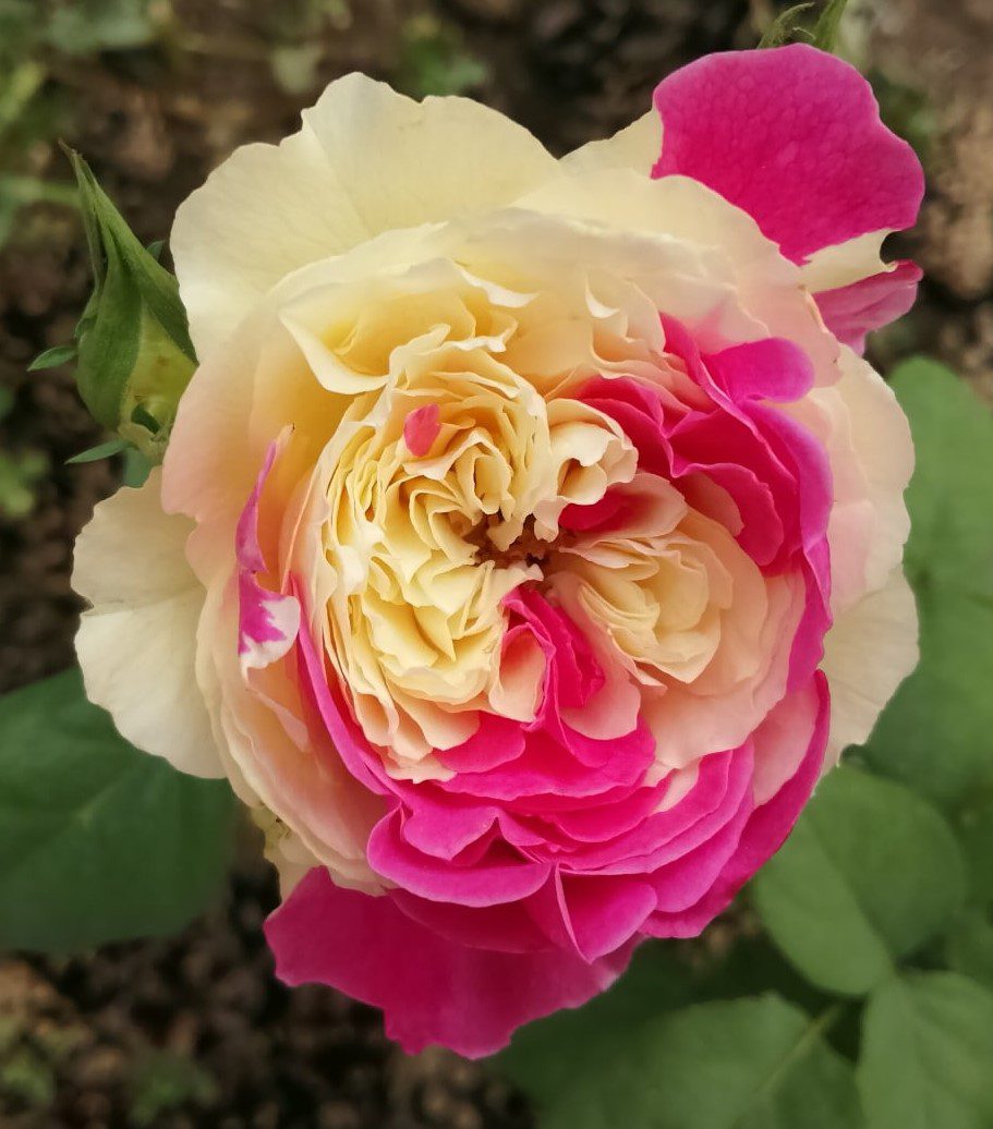 Fugetsu Rose close shot