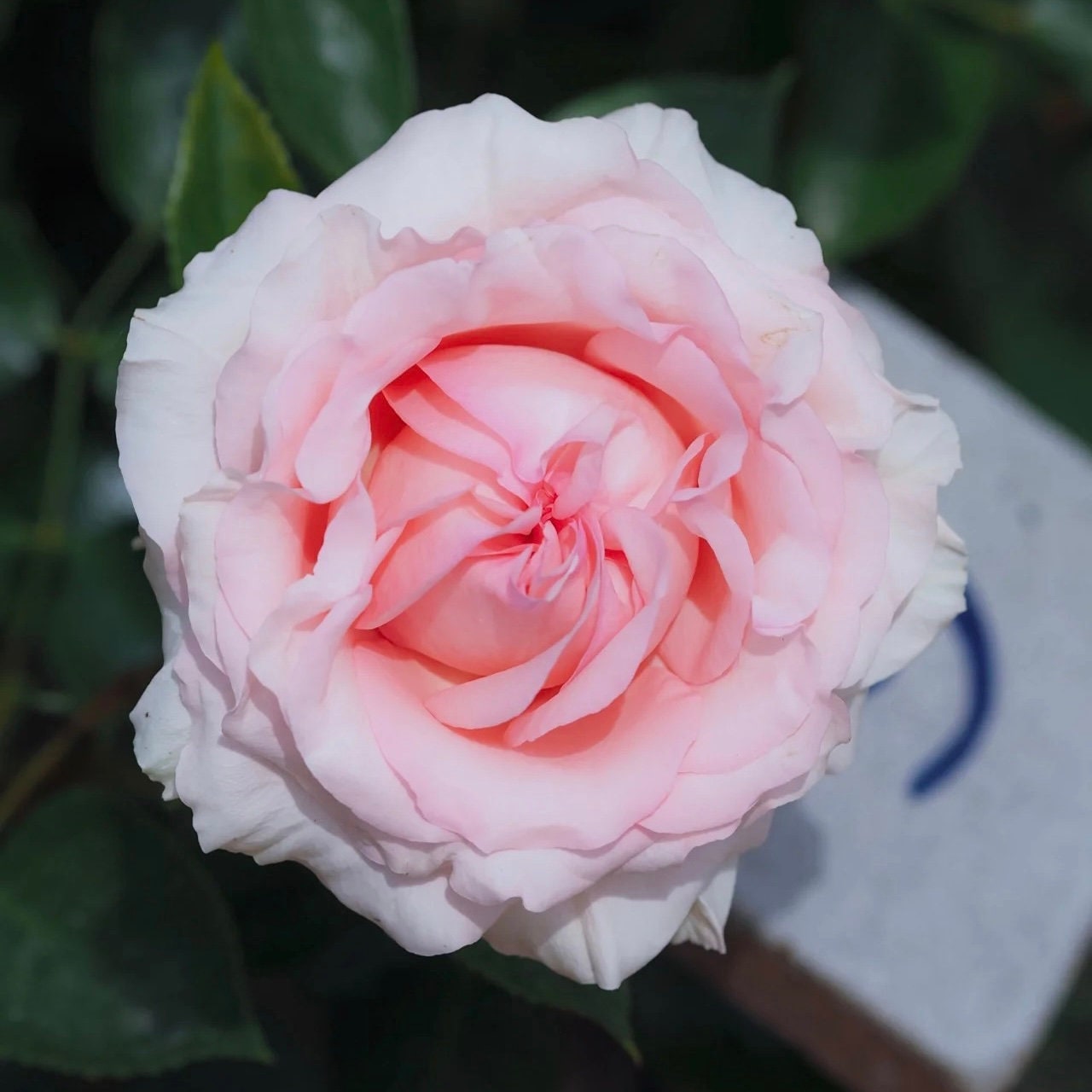 Maxima Romantica Rose Pink