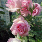 Rien rose blooming | Buy Japanese rose in canada