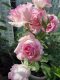 Rien rose blooming | Buy Japanese rose in canada