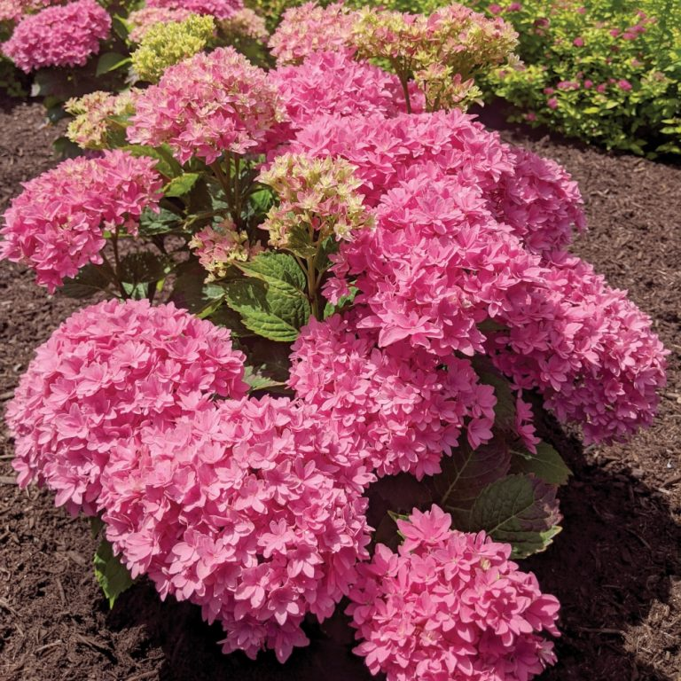 Starfield® Reblooming Hydrangea-Double-flowered hydrangea, Easy Bloom series.