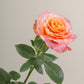 Free Spirit Rose with stem