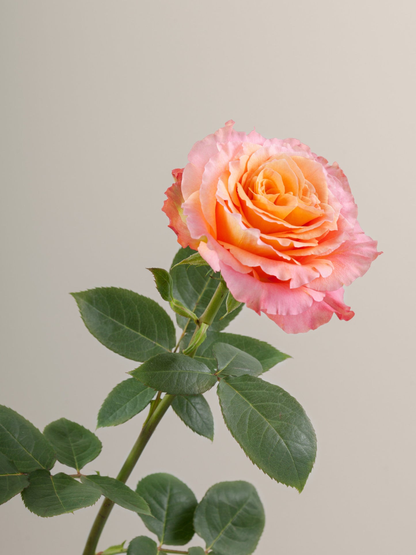 Free Spirit Rose with stem