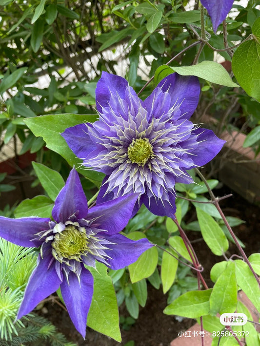 Clematis 'MULTI-BLUE'多蓝-1 Gallon Pot