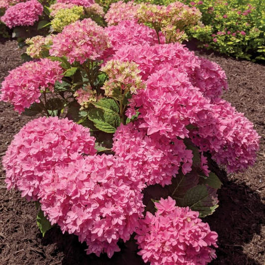 Starfield® Reblooming Hydrangea-Double-flowered hydrangea, Easy Bloom series.