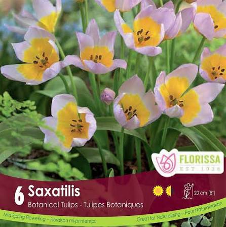 Tulip Saxatilis - 6 bulbs